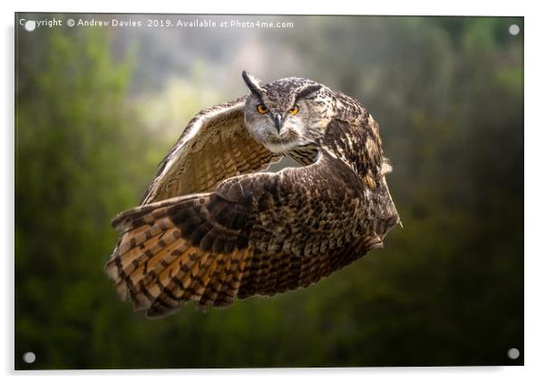 European Eagle Owl Acrylic by Drew Davies