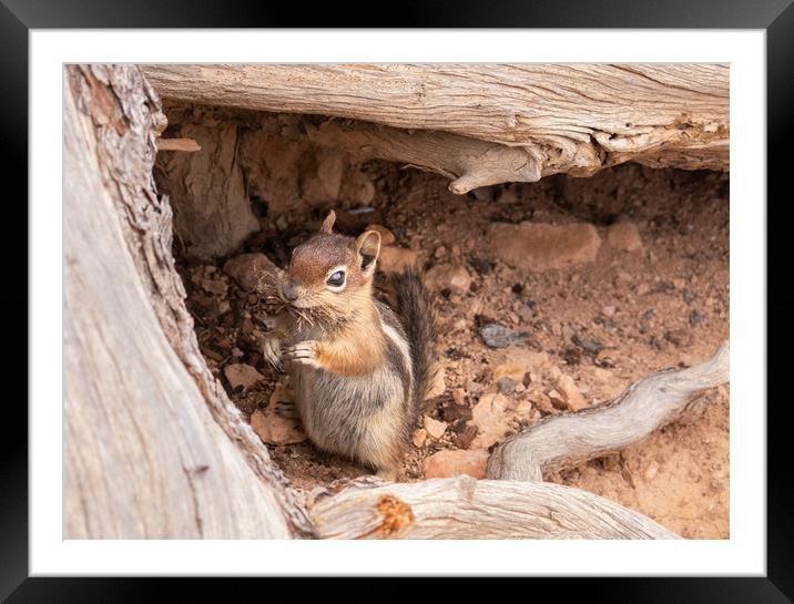 Lunch Time Framed Mounted Print by LensLight Traveler