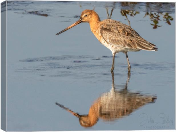 Black tailed godwit Canvas Print by Jonathan Thirkell