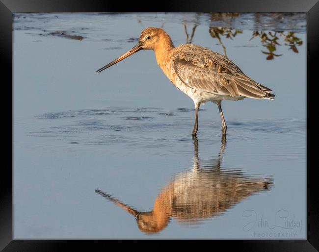 Black tailed godwit Framed Print by Jonathan Thirkell
