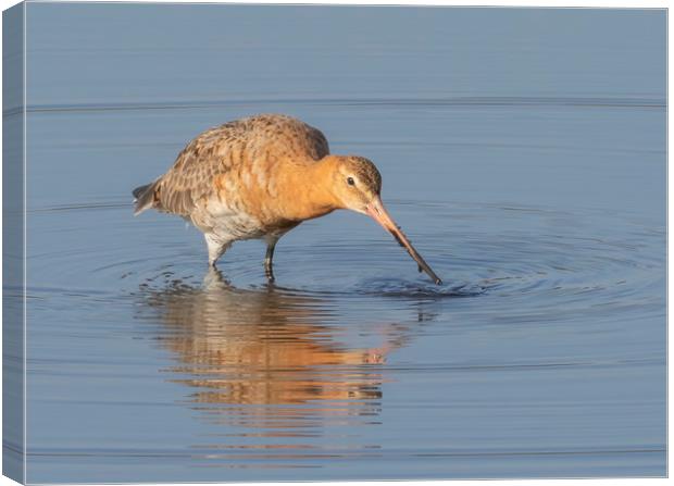 The Black Tailed Godwit Canvas Print by Jonathan Thirkell