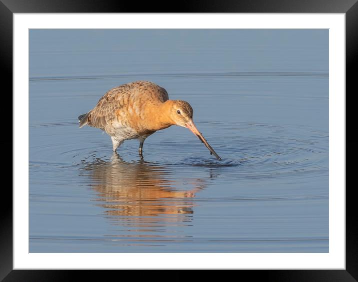 The Black Tailed Godwit Framed Mounted Print by Jonathan Thirkell