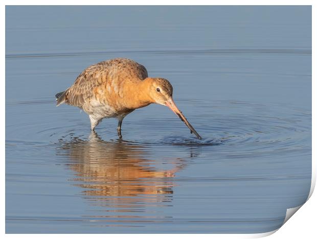 The Black Tailed Godwit Print by Jonathan Thirkell