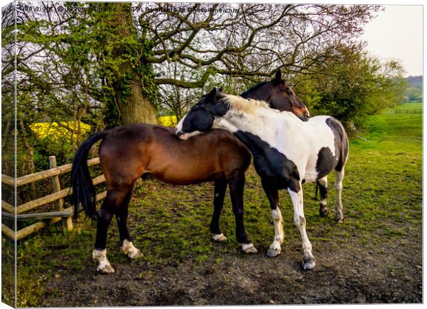 Horse Hug Canvas Print by Jason Williams