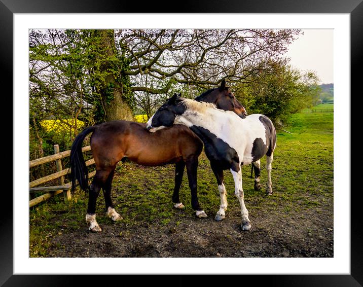 Horse Hug Framed Mounted Print by Jason Williams