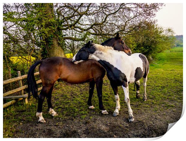 Horse Hug Print by Jason Williams