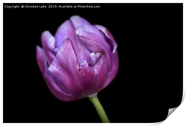 Tulip Print by Christine Lake