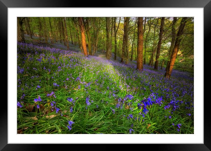 Bluebells in Ten Acre Wood Framed Mounted Print by Leighton Collins