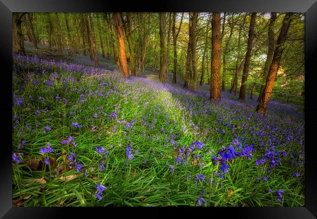 Bluebells in Ten Acre Wood Framed Print by Leighton Collins