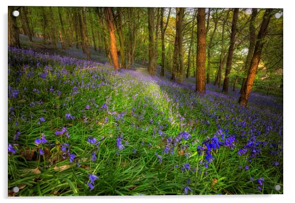 Bluebells in Ten Acre Wood Acrylic by Leighton Collins