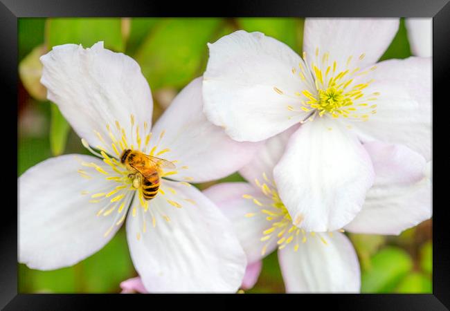 Spreading the pollen. Framed Print by David Hare