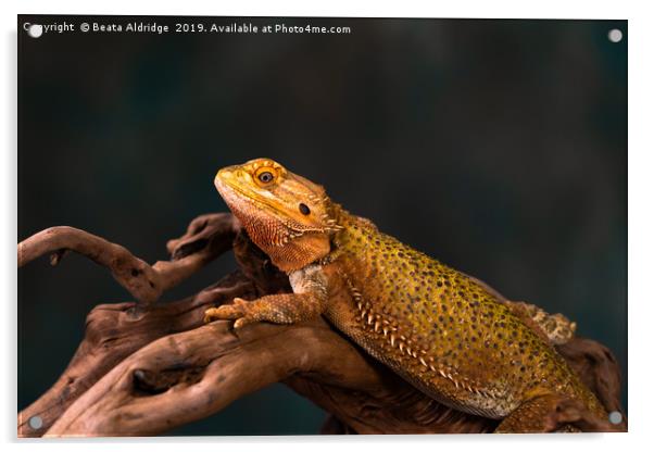 Bearded dragon (Pogona) Acrylic by Beata Aldridge