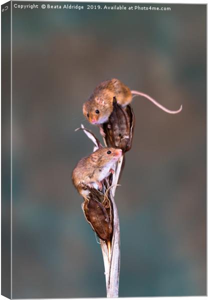 Eurasian harvest mice (Micromys minutus) Canvas Print by Beata Aldridge
