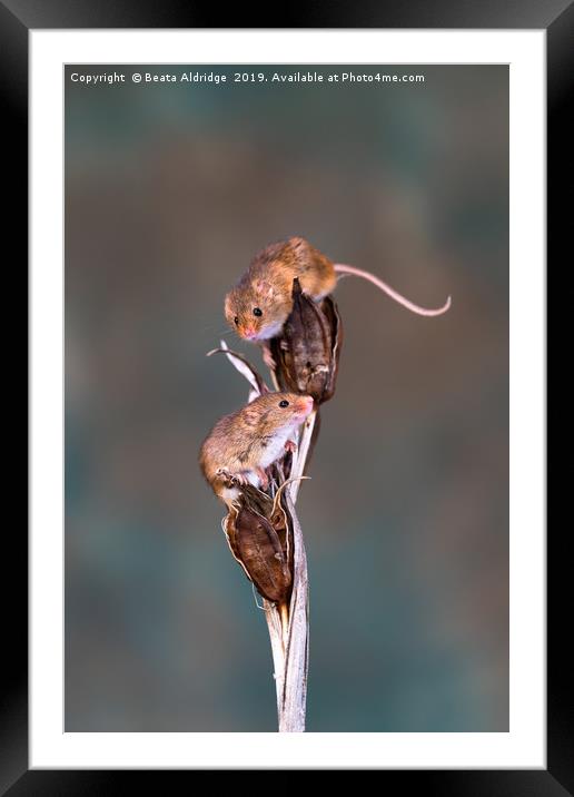 Eurasian harvest mice (Micromys minutus) Framed Mounted Print by Beata Aldridge