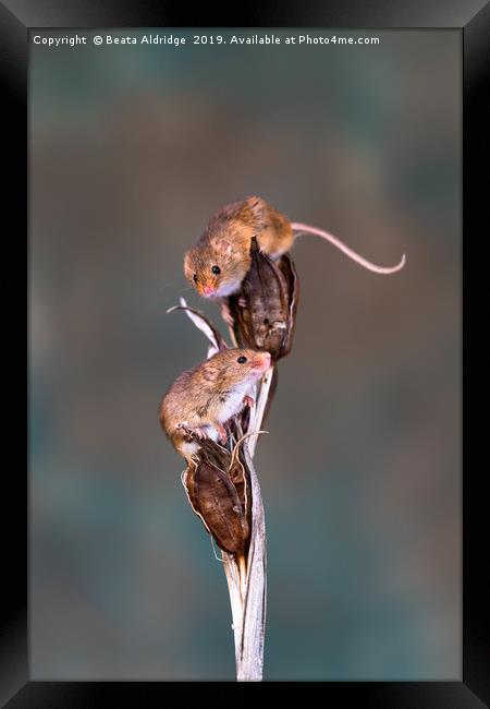 Eurasian harvest mice (Micromys minutus) Framed Print by Beata Aldridge