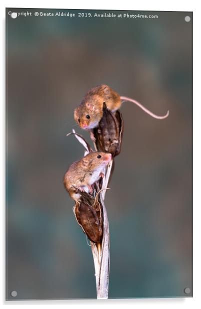 Eurasian harvest mice (Micromys minutus) Acrylic by Beata Aldridge