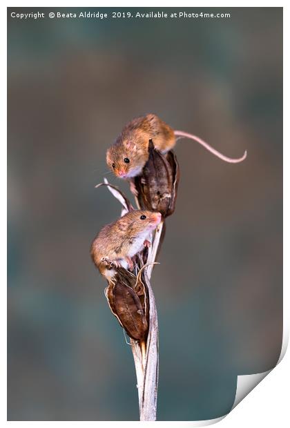 Eurasian harvest mice (Micromys minutus) Print by Beata Aldridge