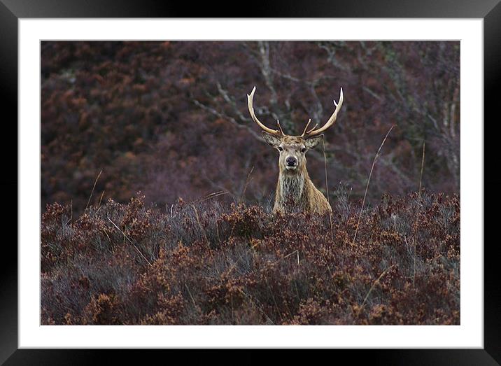 Stag in the Heather Framed Mounted Print by Jacqi Elmslie