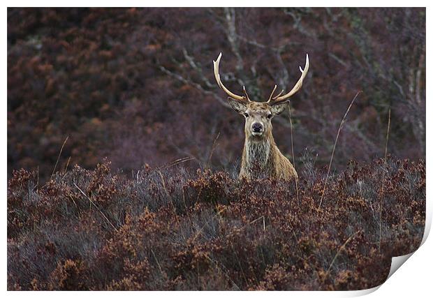 Stag in the Heather Print by Jacqi Elmslie
