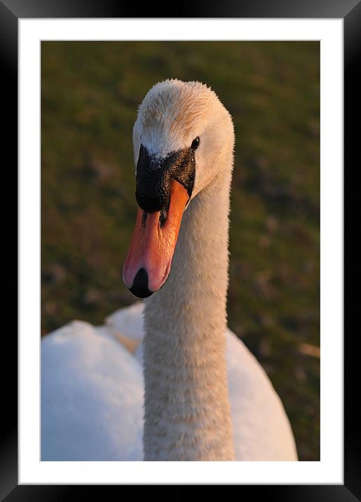 Abberton Swan Framed Mounted Print by Steven Dale