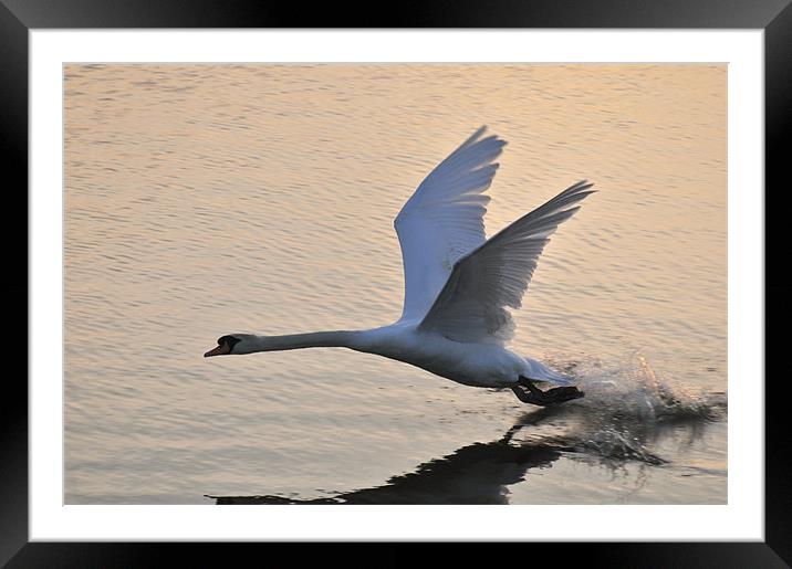 Swan landing on Abberton Reservoir Framed Mounted Print by Steven Dale