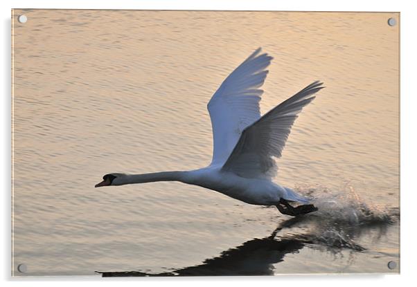 Swan landing on Abberton Reservoir Acrylic by Steven Dale