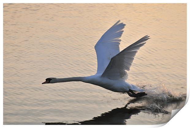 Swan landing on Abberton Reservoir Print by Steven Dale