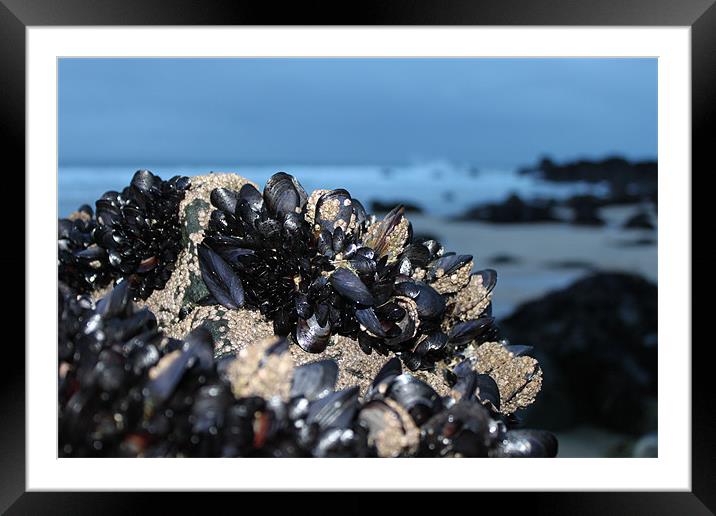 mussels at night Framed Mounted Print by John Black