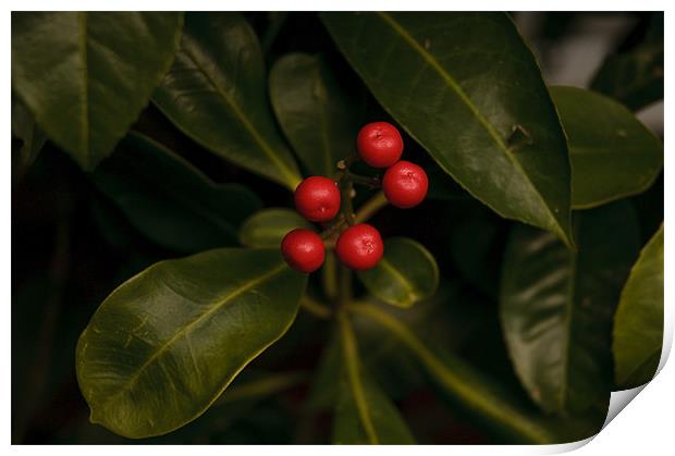 Vibrant Contrast: Red Berries against Verdant Foli Print by Steven Dale