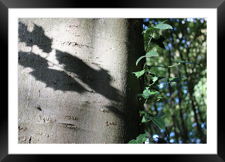 Holly shadow Framed Mounted Print by John Black