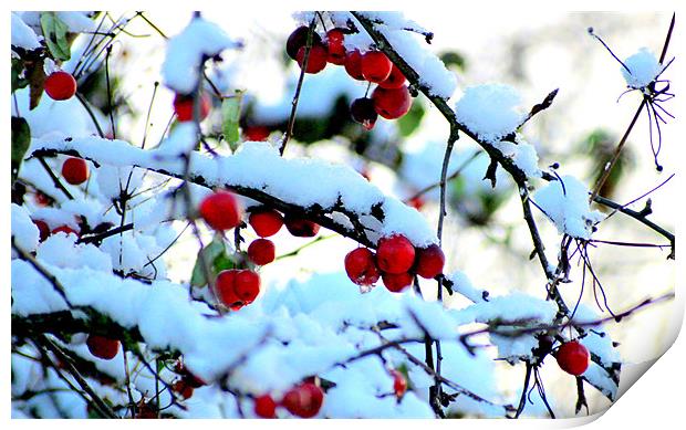 Snow berries Print by John Black