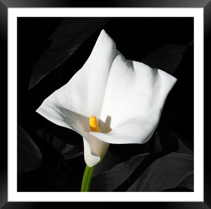 Arum Lily Framed Mounted Print by Joyce Storey