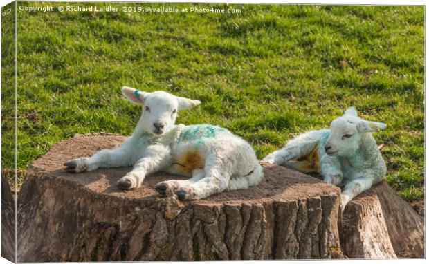 Two Newborn Lambs Posing on Tree Stumps Canvas Print by Richard Laidler