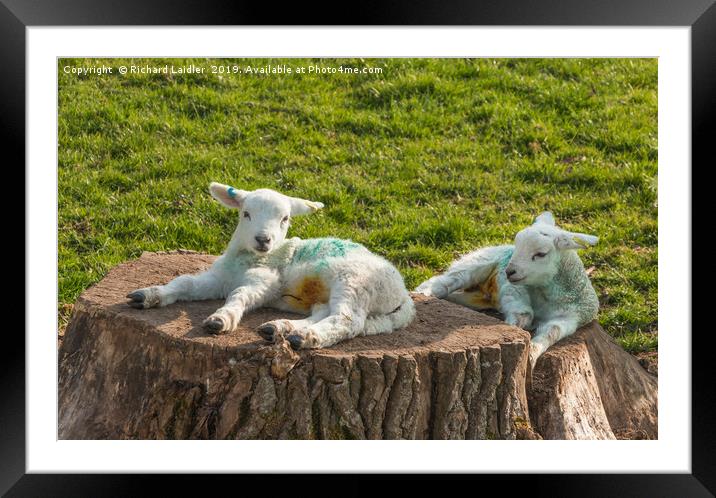 Two Newborn Lambs Posing on Tree Stumps Framed Mounted Print by Richard Laidler