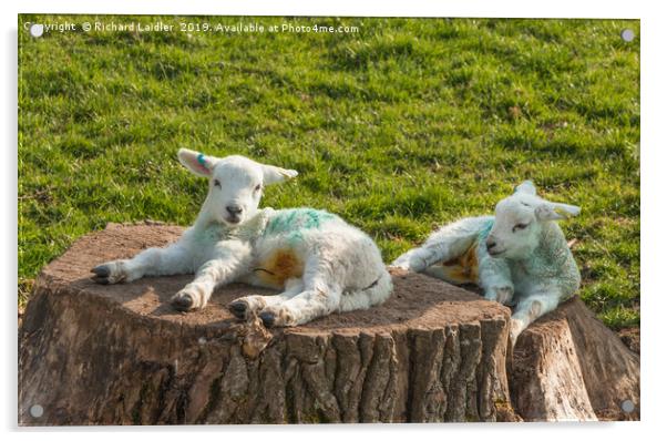 Two Newborn Lambs Posing on Tree Stumps Acrylic by Richard Laidler