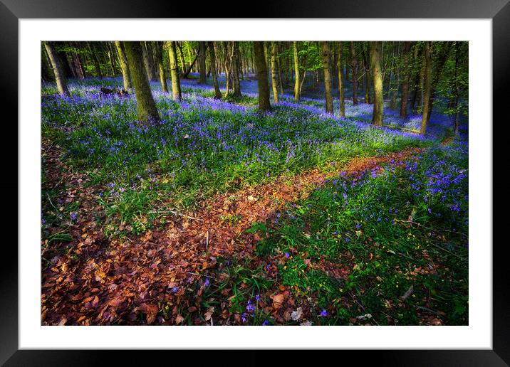 Bluebell Wood in Margam Framed Mounted Print by Leighton Collins