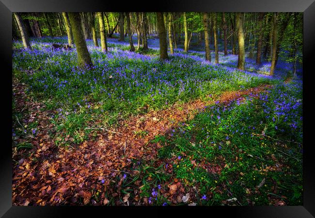 Bluebell Wood in Margam Framed Print by Leighton Collins