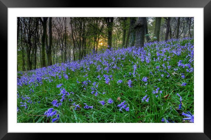 Sunset at Bluebell Wood in Margam Framed Mounted Print by Leighton Collins