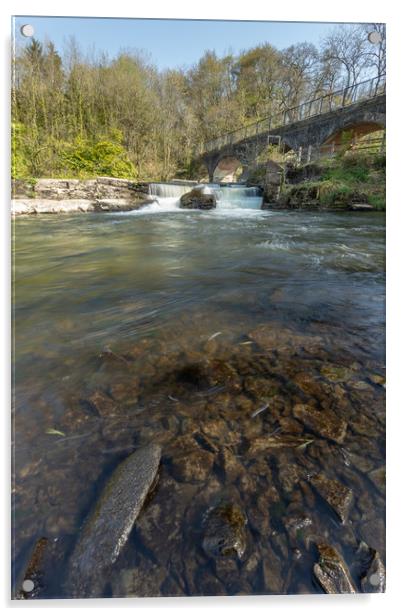 River Torridge weir Acrylic by Images of Devon