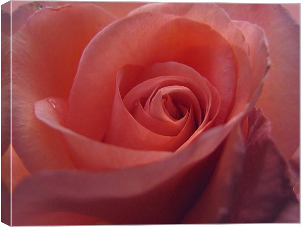 Coral Pink Rose Canvas Print by Jacqi Elmslie