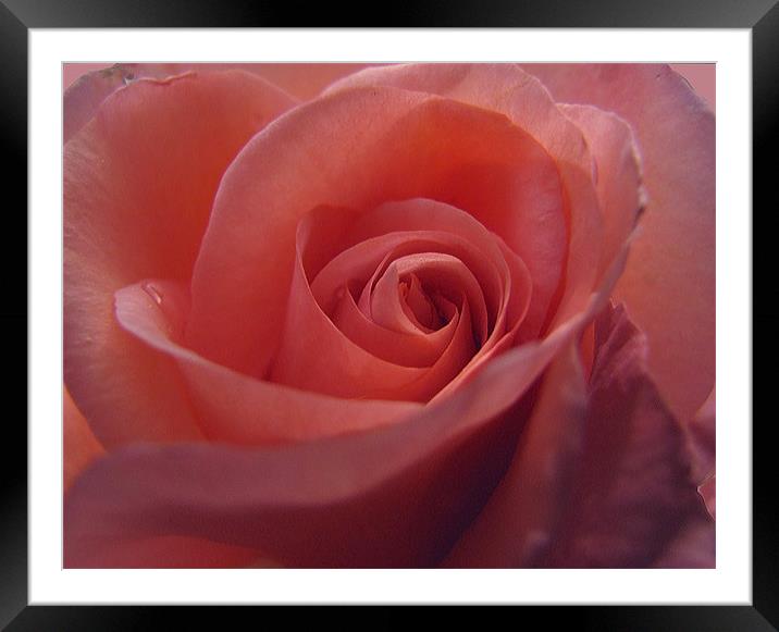 Coral Pink Rose Framed Mounted Print by Jacqi Elmslie