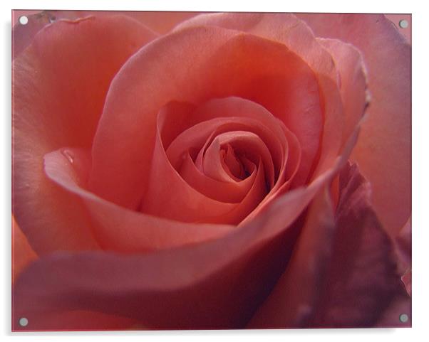 Coral Pink Rose Acrylic by Jacqi Elmslie