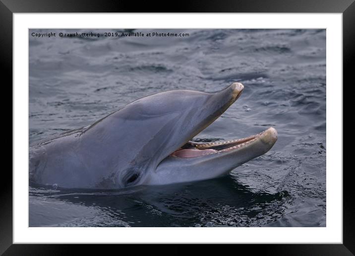 Dolphins Smile Framed Mounted Print by rawshutterbug 