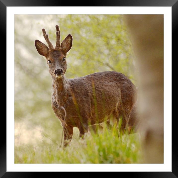 Roebuck  Framed Mounted Print by Macrae Images