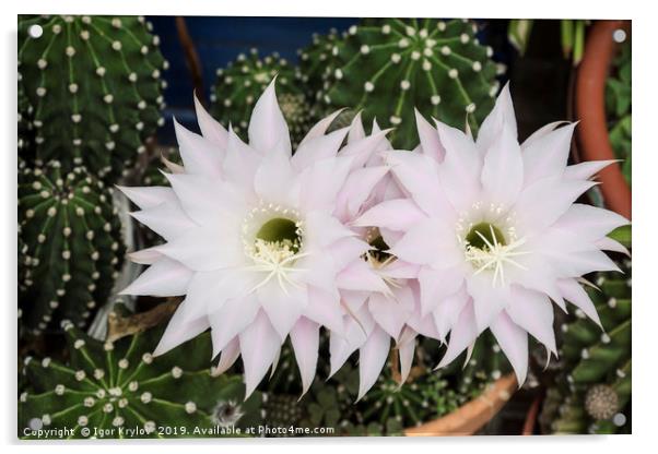 Flowers of cactus Acrylic by Igor Krylov