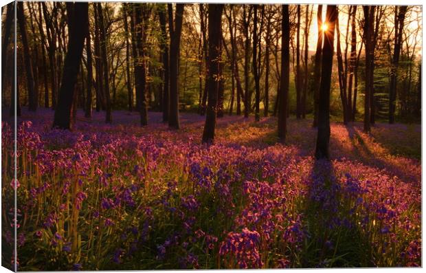 Morning in the Bluebell Wood Canvas Print by David Neighbour