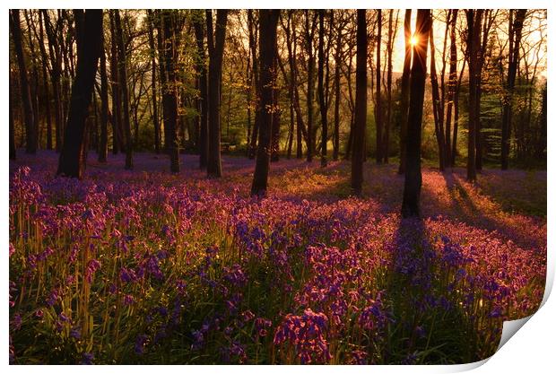 Morning in the Bluebell Wood Print by David Neighbour