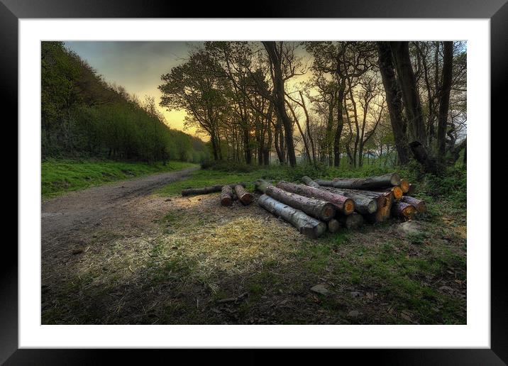 The forest walk at Margam Framed Mounted Print by Leighton Collins