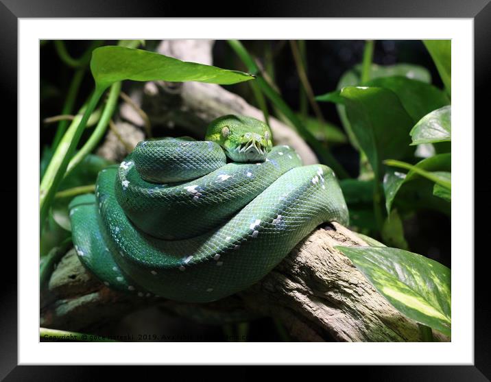 green snake on branch in jungle Framed Mounted Print by goce risteski