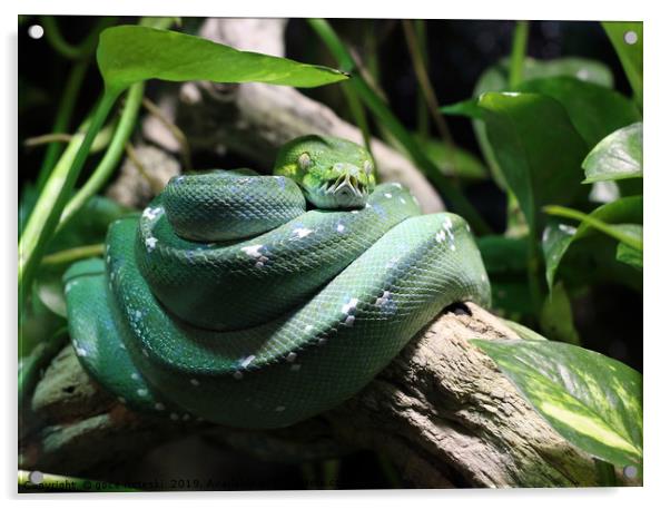 green snake on branch in jungle Acrylic by goce risteski